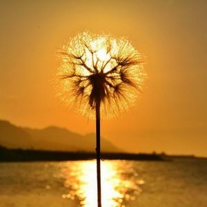 Meet your Posher, Skye